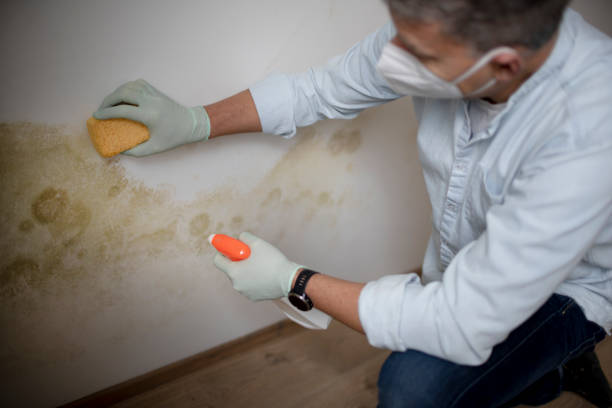 Best Attic Mold Remediation in Mulberry, FL