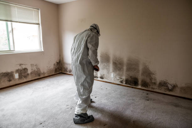 Professional Mold Remediation in Mulberry, FL
